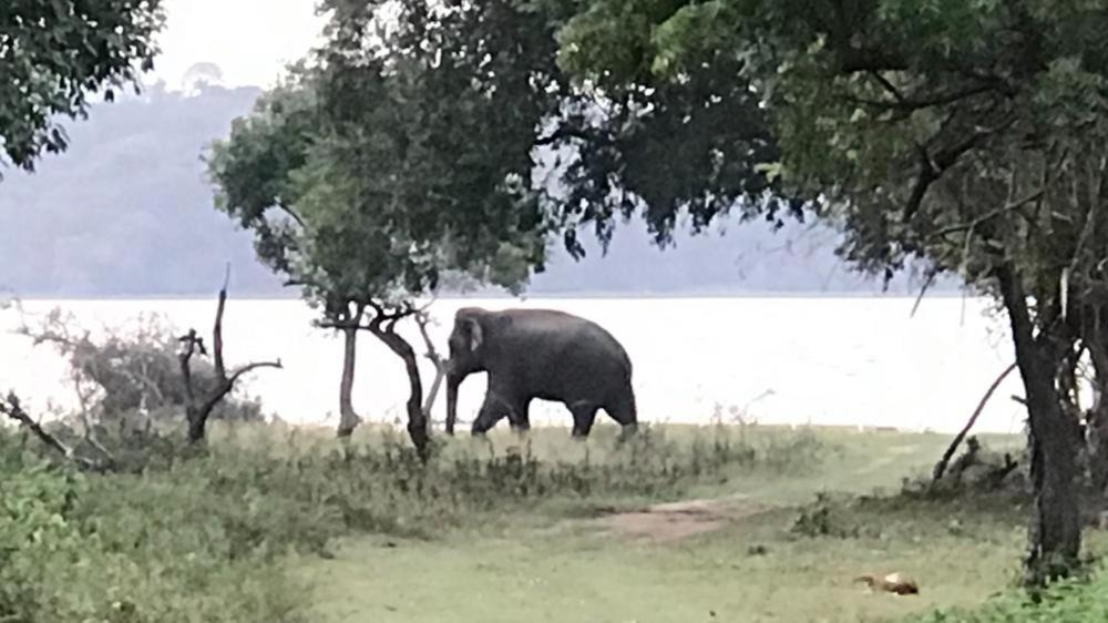 Aswadduma Hotel Dambulla Buitenkant foto