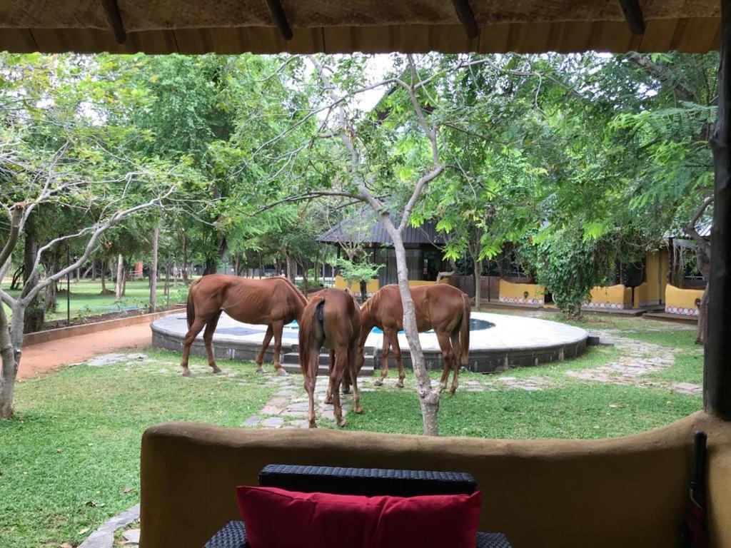 Aswadduma Hotel Dambulla Buitenkant foto
